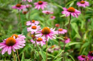 City of London sows wildflower meadow to cut carbon
