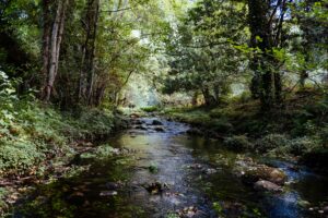 green trees beside body of water