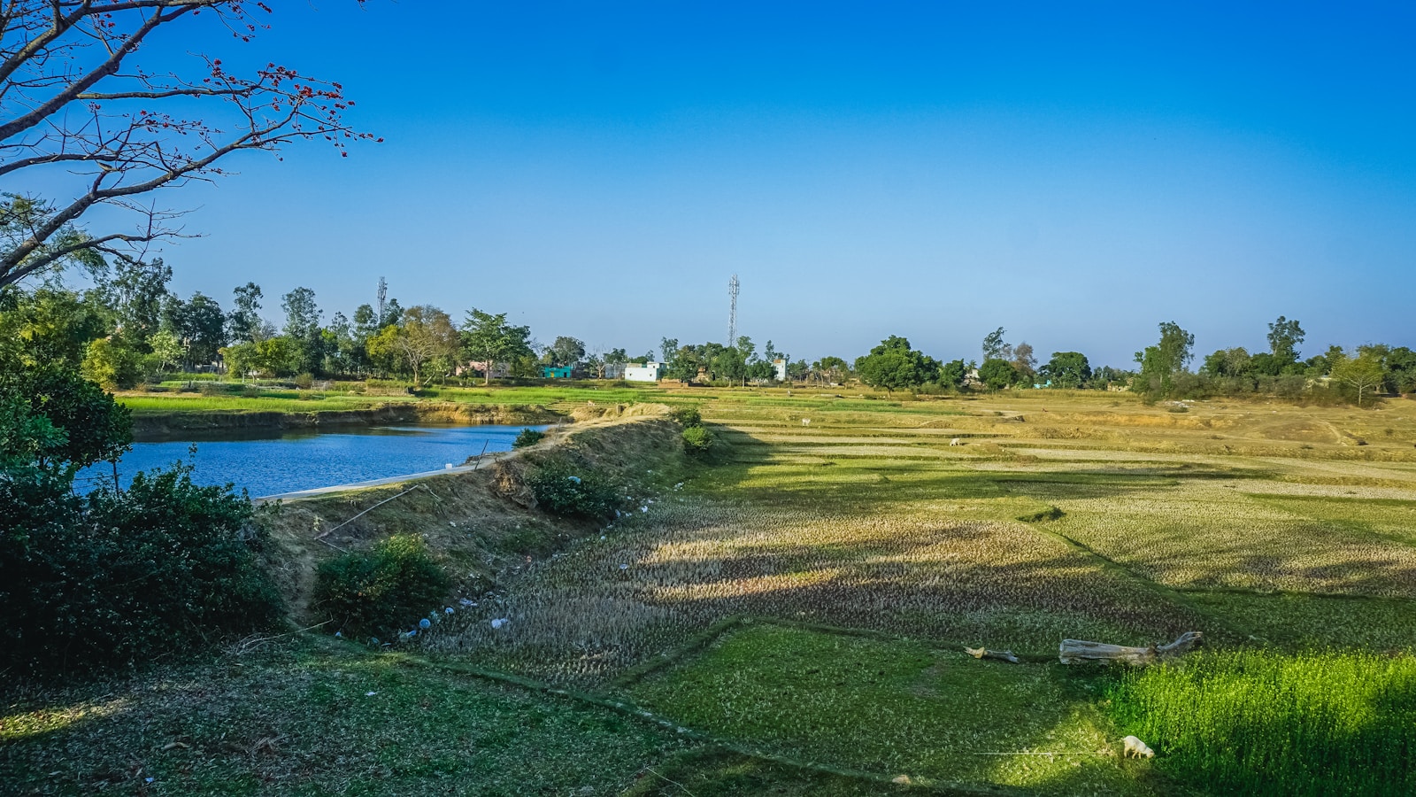 a river running through a lush green field