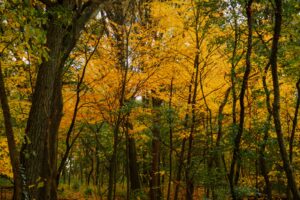 World Mental Health Day: how planning supports wellbeing