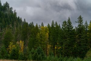 a group of trees that are in the grass