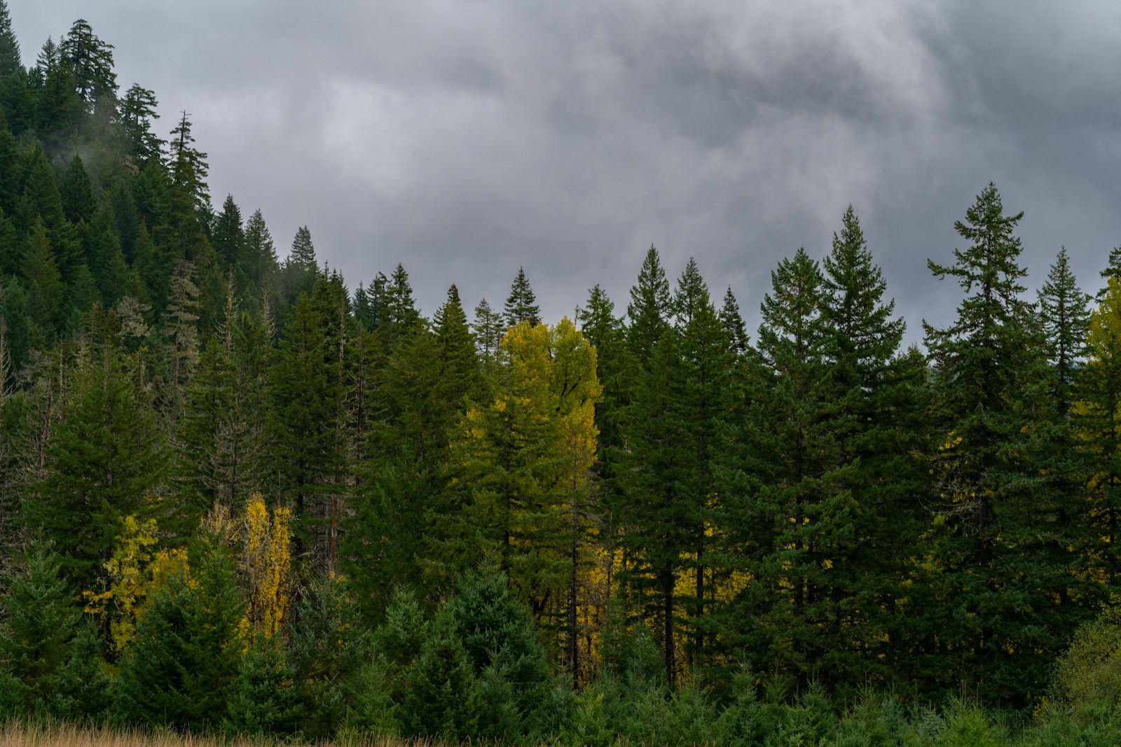 Plans progress for new national forest in Midlands or North