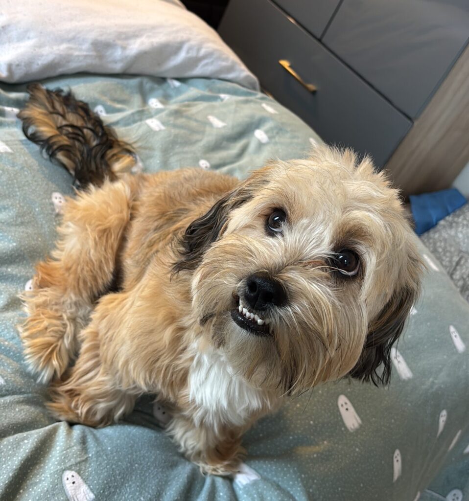 Home is where your pet is, charity highlights homelessness barriers
